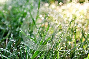 Green fresh grass in drops of shiny dew early in the morning, spring and summer freshness concept