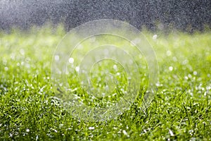 Green fresh grass with falling drops of morning rain water. Beautiful summer background with bokeh and blurred background. Low dep