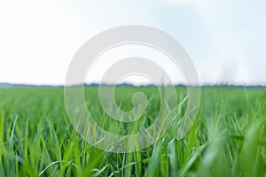 Green fresh grass isolated on the background a bright sky. Countryside.