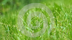 Green fresh grass of lawn in a  meadow, garden, land or park. natural field background. copyspace texture