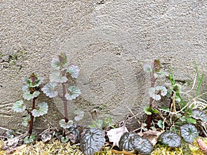 Green fresh grass and leaves on a background of an old concrete wall