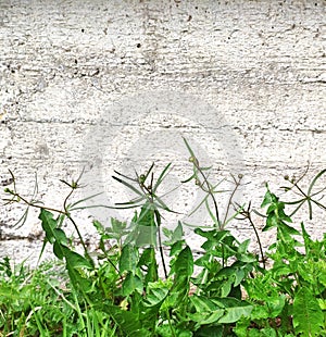 Green fresh grass and leaves on a background of an old concrete wall