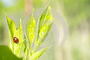 Green fresh grass leaves with selective focus and ladybug in focus during positive sunny day, shiny nature background with blurred
