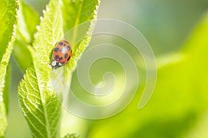 Green fresh grass leaves with selective focus and ladybug in focus during positive sunny day, shiny nature macro shot with blurred