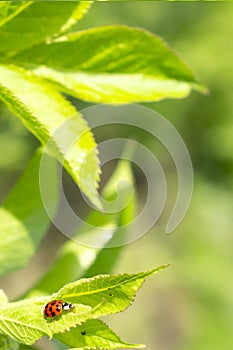 Green fresh grass leaves with selective focus and ladybug in focus during positive sunny day, vertical orientation blurred nature