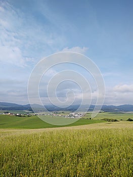 Green fresh grass on the meadow or garden and in the nature.