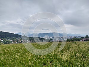 Green fresh grass on the meadow or garden and in the nature.