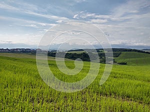 Green fresh grass on the meadow or garden and in the nature.