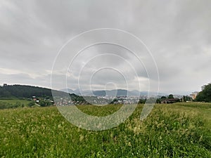 Green fresh grass on the meadow or garden and in the nature.