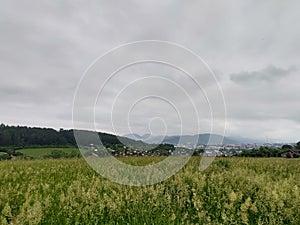 Green fresh grass on the meadow or garden and in the nature.