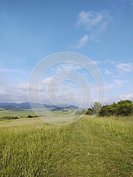 Green fresh grass on the meadow or garden and in the nature.