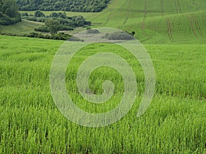 Green fresh grass on the meadow or garden and in the nature.