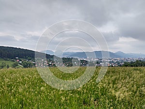 Green fresh grass on the meadow or garden and in the nature.