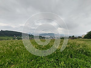 Green fresh grass on the meadow or garden and in the nature.