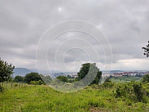 Green fresh grass on the meadow in the nature.