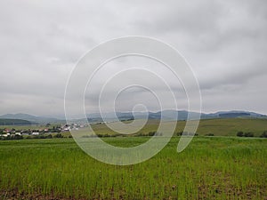 Green fresh grass on the meadow in the nature.