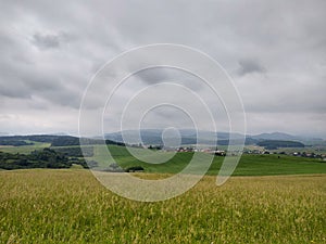 Green fresh grass on the meadow in the nature.