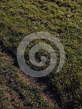 Green fresh grass on the meadow in the nature.