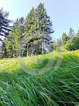 Green fresh grass on the meadow in the nature.