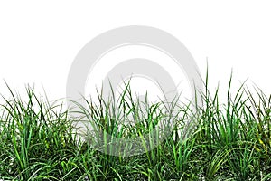 Green fresh grass naturally on isolated white background, 3d rendering