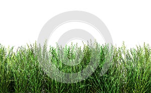 Green fresh grass naturally on isolated white background, 3d rendering