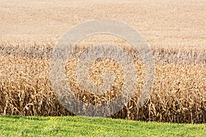 Green fresh grass near golden rye