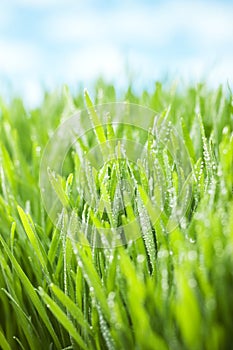 Green Fresh Grass Sky Background