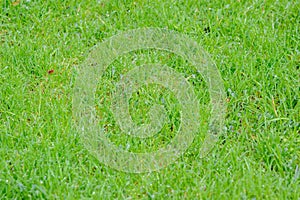 Green fresh grass special for wallpaper photo