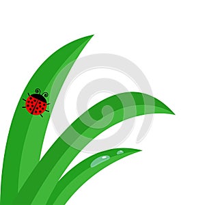 Green fresh grass stalk close up. Water morning drop set. Ladybug Ladybird insect. Cute cartoon baby character. Garden nature deco