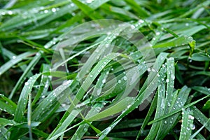 Green fresh grass on which drops after rain, bent from heavy rain