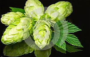 Green fresh hop cone on dark background for beer