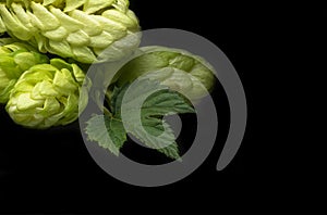 Green fresh hop cone on dark background for beer