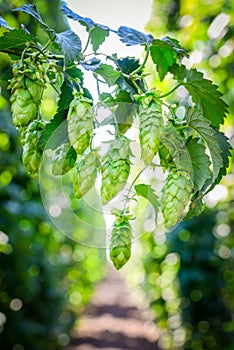 Green fresh hop cones