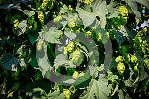 Green fresh hop cones