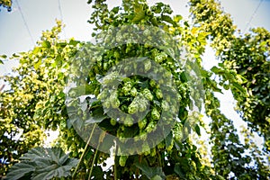 Green fresh hop cones