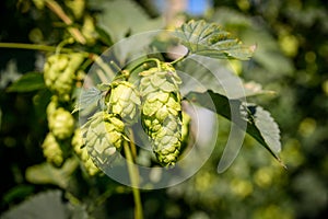 Green fresh hop cones