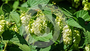 Green fresh hop cones Humulus lupulus in sunny in the garden. Ð¡lose up of agricultural plants for making beer and bread.