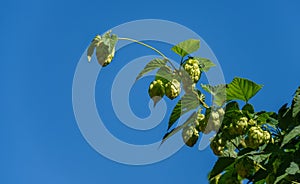 Green fresh hop cones  Humulus lupulus in sunny in the garden. Ð¡lose up of agricultural plants for making beer and bread.