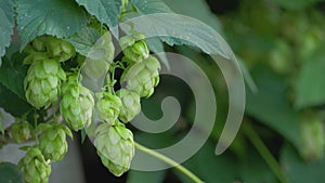 Green fresh hop cones for making beer