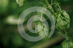 Green fresh hop cones for making beer and bread closeup, agricultural background