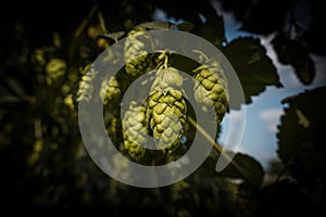 Green fresh hop cones for making beer and bread closeup, agricultural background