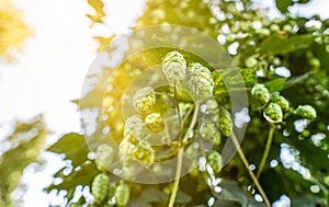 Green fresh hop cones for making beer and bread closeup, agricultural background