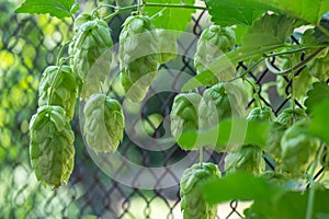 Green fresh hop cones for making beer and bread closeup, agricultural background