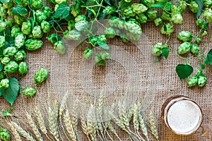 Green Fresh Hops with Wheat and Beer as copy space frame text area on sackcloth background