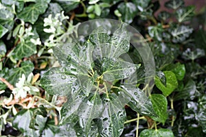 Ivy after rain