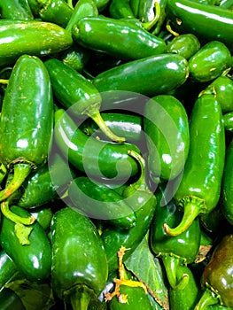 Green fresh jalapeno chili peppers