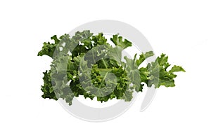 Green fresh kale leaf isolated on white background