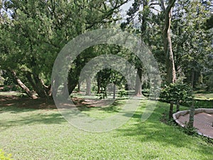 Green and fresh lawn of ooty garden