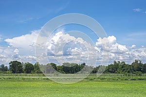 Green fresh lawn and tree with and blue sky