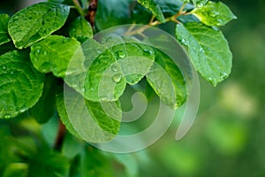 Green fresh leaf with water drops dew